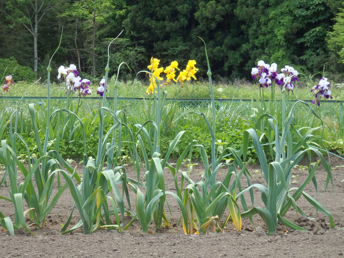 きっしー ジャンボにんにくの芽と 赤大根 色付けカブ 千本ねぎの花 いろいろ生命力が爆発中 ジャンボにんにくの芽はその後収穫しました