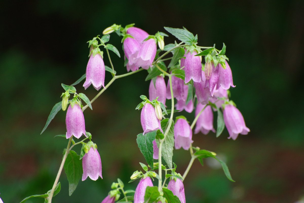 芹沢 時雨 Uji 日本固有種 キキョウ科 ヤマホタルブクロ 0606 14 16 Photography Flowers Bellflower 花言葉は 激しい束縛 ホタルブクロ属は英語でベルフラワーとも呼ばれる花々であり 彼らが荘厳に鳴り響かせるのは 教会が奏でる正義を