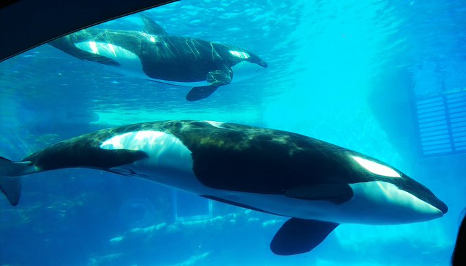 名古屋港水族館のtwitterイラスト検索結果