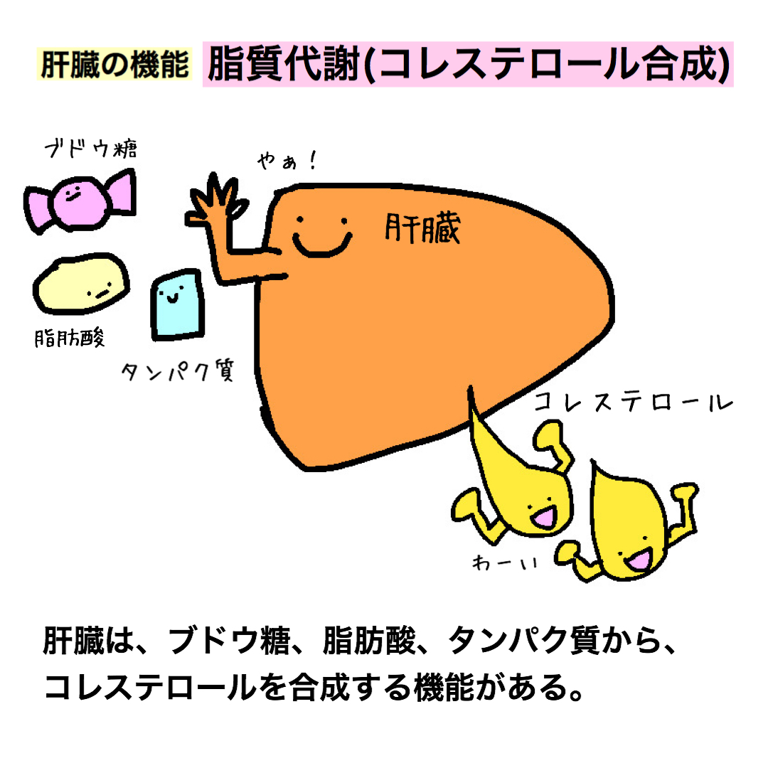 もちゆきナース 肝臓の機能 脂質代謝 肝臓の機能はたくさんあります 代謝や合成などは たくさんの物質が間に関わってきてややこしくなりがち とりあえずは 国試に出るところだけイラストで簡単にイメージを掴んじゃいましょう