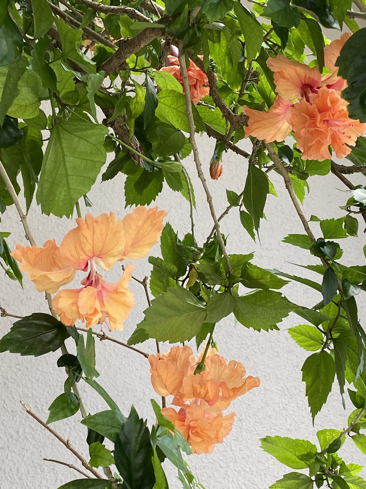 魔法使いサリー 散歩途中のハイビスカス 花の中にまた花 2段咲 不思議 レア 稀 検索 オレンジ フラミンゴ というハイビスカスでした ハイビスカス レア 魔法使いサリー 散歩途中のハイビスカス 花の中にまた花 2段咲 不思議 レア 稀 検索 オレンジ フラミンゴ というハイビスカスでした ハイビスカス レア