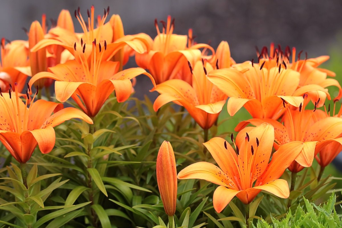 ひおうぎ 写真垢 ユリです オレンジ色も鮮やかに 綺麗に咲いていました 6月06日15時21分の撮影 花 ユリ 百合 キリトリセカイ ファインダー越の私の世界 写真好きな人と繫がりたい 写真を撮るのが好きな人と繋がりたい T Co