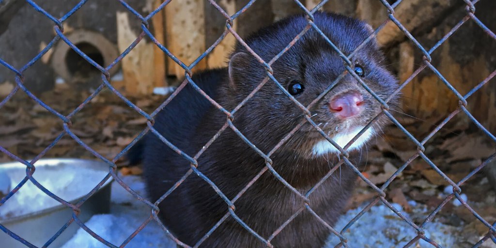 Ook de <a href="/dierencoalitie/">Dierencoalitie</a> steunt onze strijd voor vervroegde sluiting van de nertsenfokkerijen! Via de officiële brief aan <a href="/minlnv/">Minlvvn</a> wordt opgeroepen tot vervroegde sluiting en geëist dat geruimde bedrijven gesloten blijven. Lees de brief via dierencoalitie.nl/brief-aan-de-t…