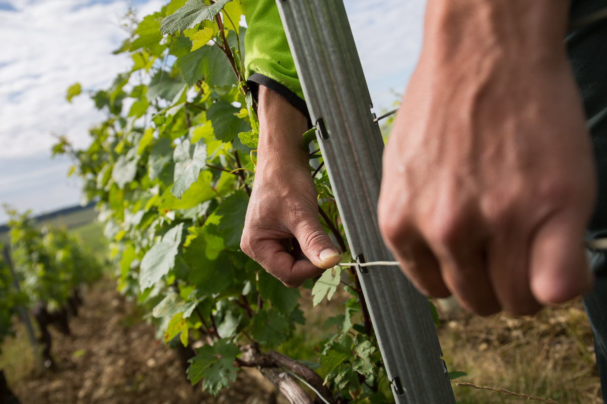 #LaVigneContinue à pousser, on passe maintenant au relevage ! Il consiste à glisser les rameaux entre le double fil de fer du palissage pour maintenir la vigne "dans les rangs" et ainsi, elle bénéficiera d'une meilleure exposition 🍇☀️@vinsdechablis@VinsdeBourgogne