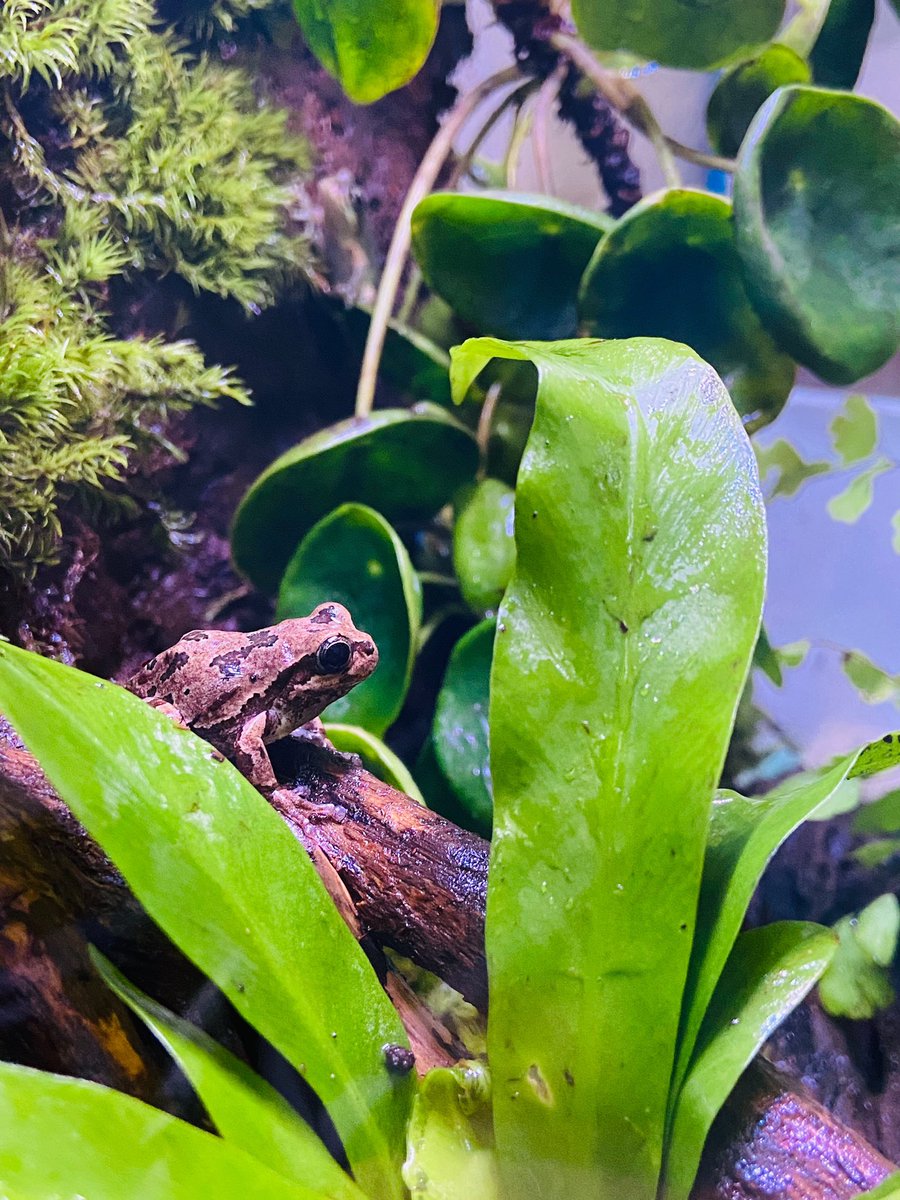 あすぱら カエル飼育 على تويتر カエルさん水槽のレイアウトを変えてみた ビバリウム アマガエル