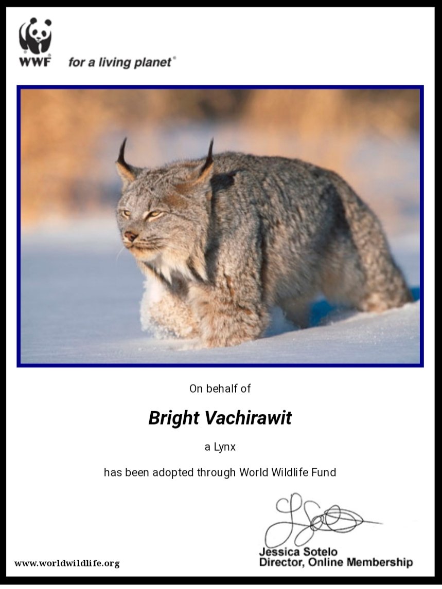 brightperu_fc's tweet photo. ⚡Adoption Project

— We have adopted a bright eyed Lynx In the name of Bright Vachirawit.

Peruvian fans will trust you and love you for a long time. We'll be always by your side dear Bright. ❤

#bbrightvc https://t.co/fDlwNM48bO