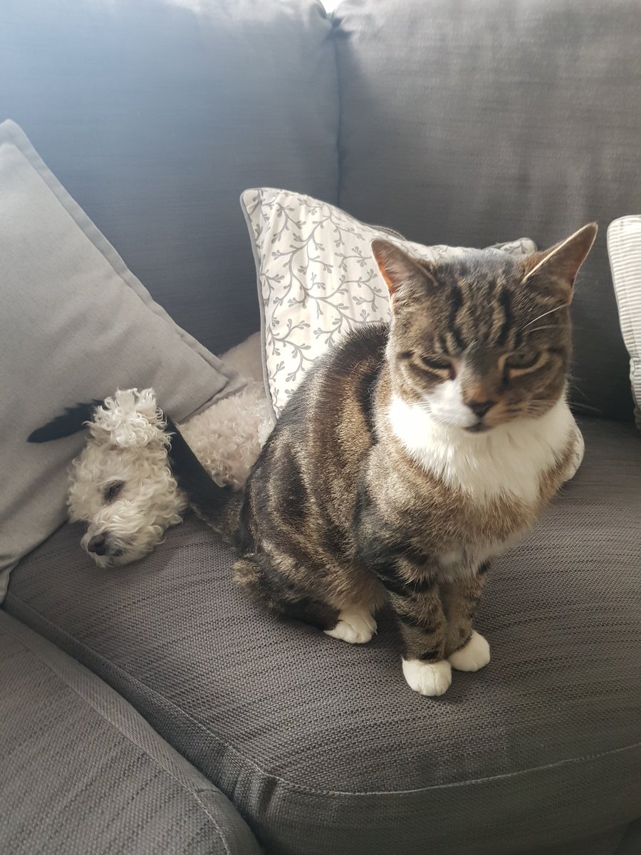 LCole02361024's tweet photo. Don't mind me 🐶🐱 #Caturday #cats #CatsOfTwitter #dog #dogsoftwitter https://t.co/9UhFajm7iK