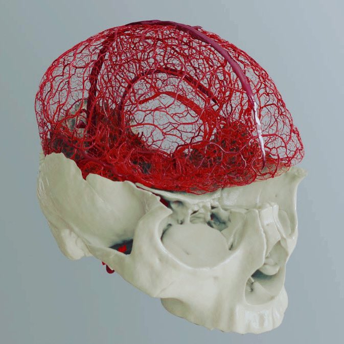 Scientific 3D Modeling: the @upsurgeon’s way to change anatomy learning forever! Big news soon! #3dmodelling #apps #neuroanatomy #simulation #healthtech #medtech #meded #medicalstudent #neurosurgery #headanatomy #medicine #biology