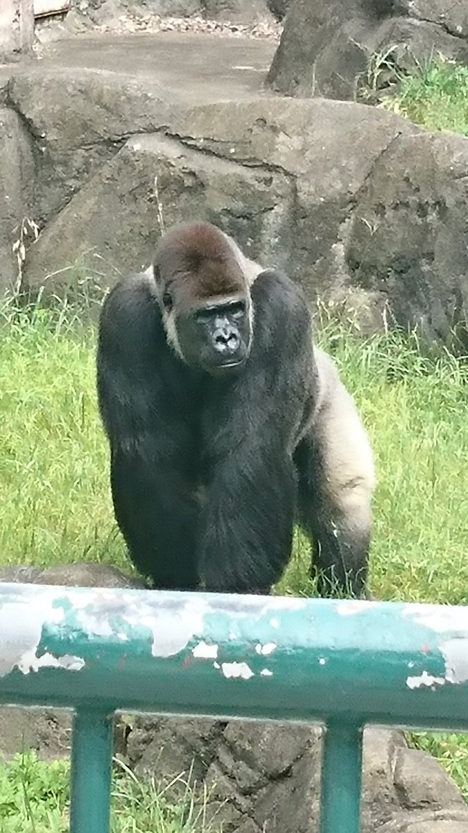 ゴリラ組長 ゴリラ男 今は千葉市動物公園でしかゴリラが見られないので辛いところだけどもゴリラを見る為なら千葉くらいには行く モンタ様かっこいい 千葉市動物公園 ニシゴリラ