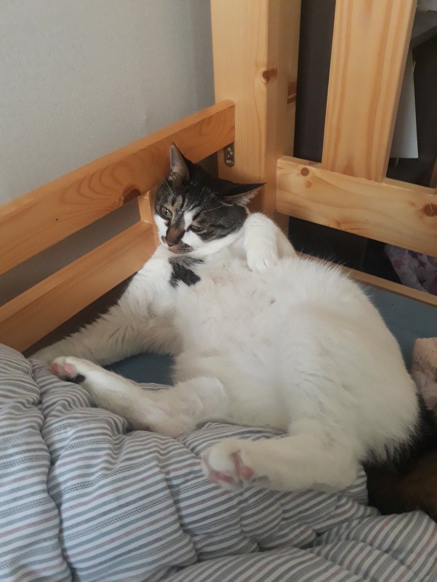 초롱.....넌 시험도 안 보고 그렇게 누워서 골골송만 부르면 되니 너무 편하겠구나...부럽다...