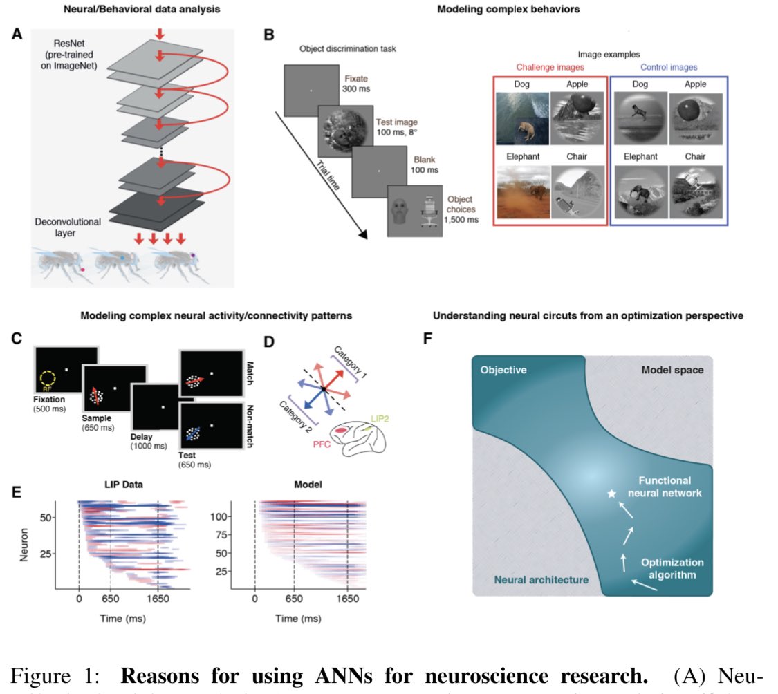 Artificial neural networks for neuroscientists: a primer
arxiv.org/pdf/2006.01001…