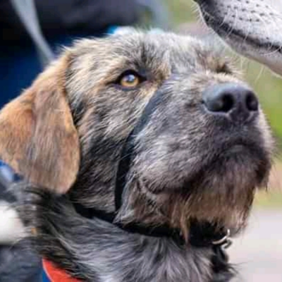 NWDogRescue's tweet photo. Name:   BALTO
Breed:    CROSSBREED
Sex:   MALE
Age:   3 YEARS
Location:  SWANSEA REHOME NATIONWIDE
Details: https://t.co/9SK4d3cSZs https://t.co/OyGRBlbwTA