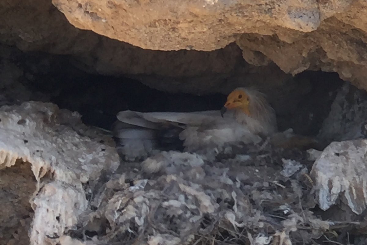 Doğa Network tweet media