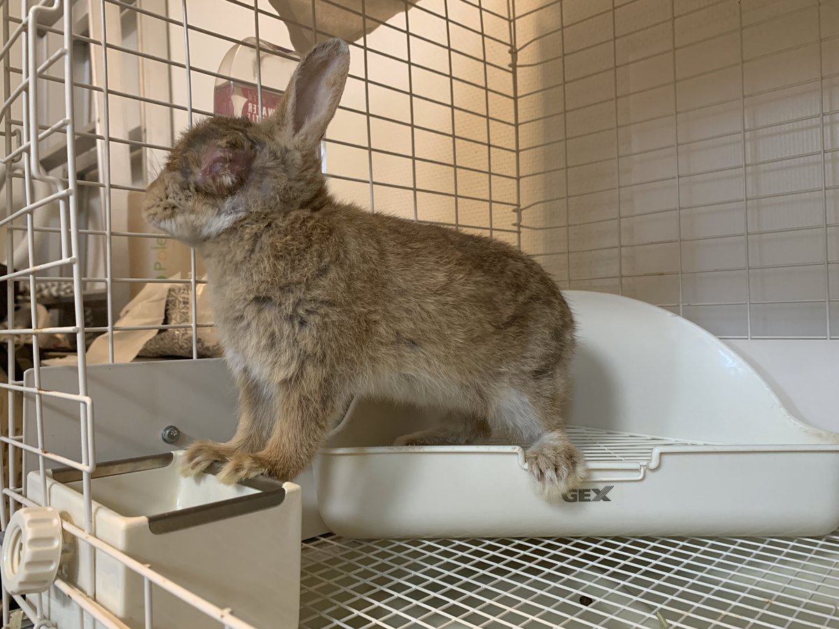 うさぎのぴすけ ご飯の時間 降りて食べたらいいのに 下に足着いたらダメゲームしてるのかな メルモちゃん かくれんぼーず 30番