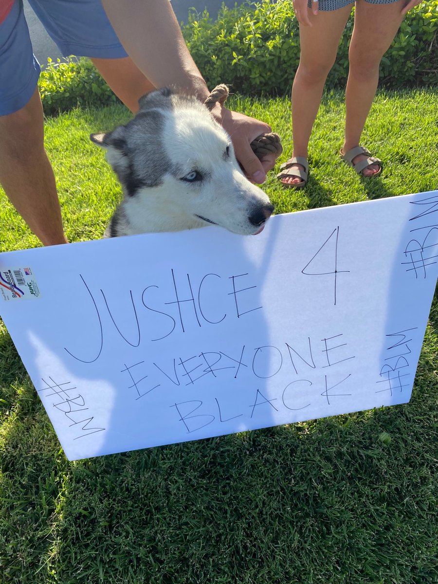 thread of very good dogs protesting for justice