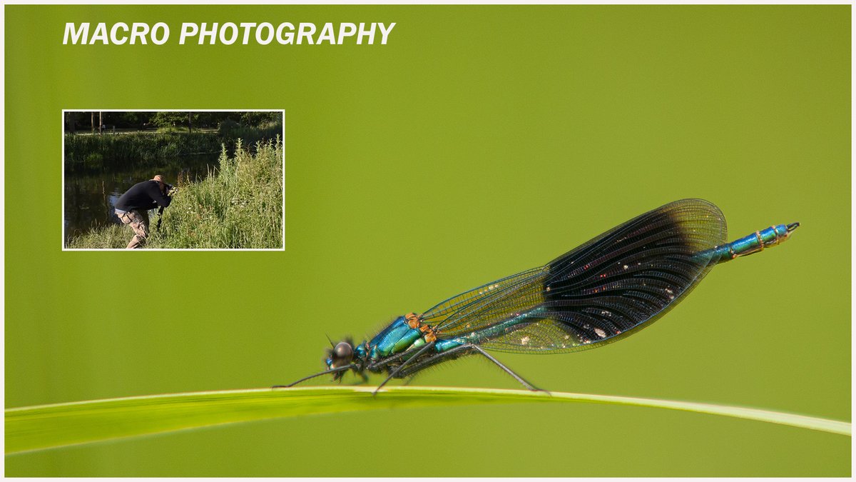 stevehedges7's tweet photo. Just added a new video to my YouTube channel about photographing damselflies along my local riverbank.https://t.co/4S6QToiJaO https://t.co/W28Oq8Lu2I