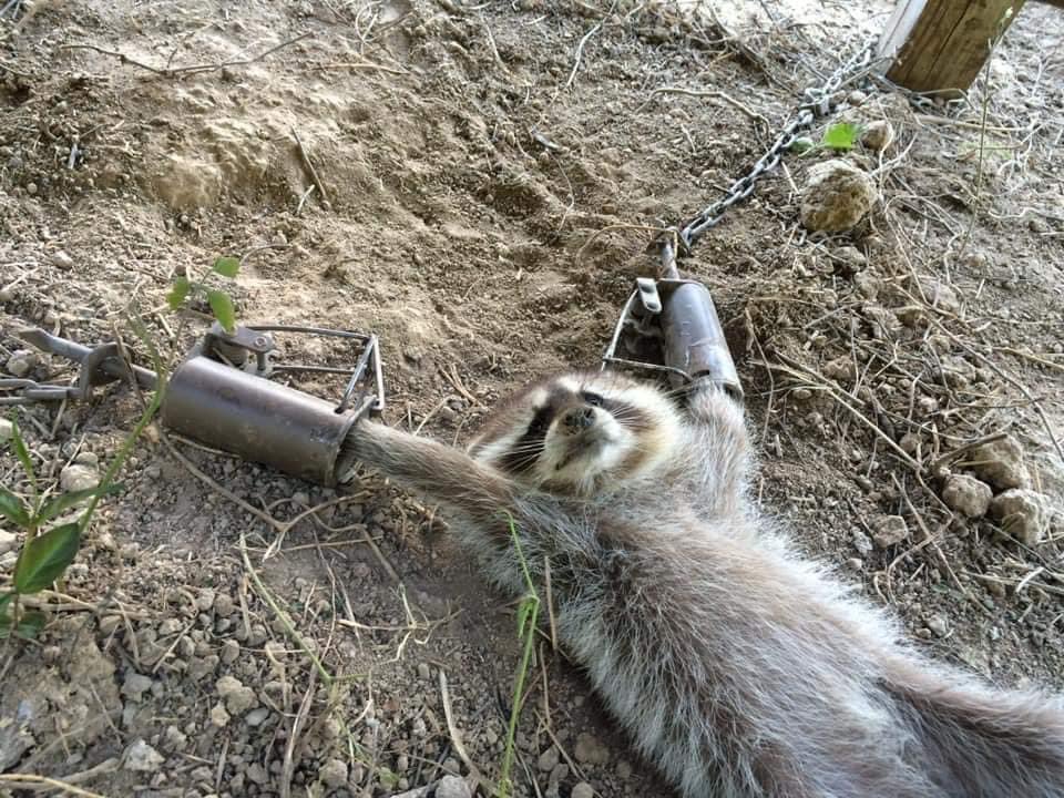This was posted on page called Trapper’s Life. It got 39 likes, 32 laughing emoticons, and 11 jokey comments like ‘what’s his safe word’ &amp; ‘Django chained’.
This raccoon was a living, sentient creature &amp; they laugh at his suffering.🤬💔
#BanTrapping 🙏🏼 RT
<a href="/zbleumoon/">Sarah ☮ & █▄❤️╲╱☰ Ⓥ🐘🐯🐬🐷🐥🐄</a> <a href="/CatTassinari/">Cat 🆘️ Tassinari</a>