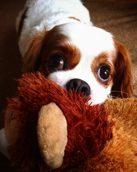 犬 の評価や評判 感想など みんなの反応を1時間ごとにまとめて紹介 ついラン