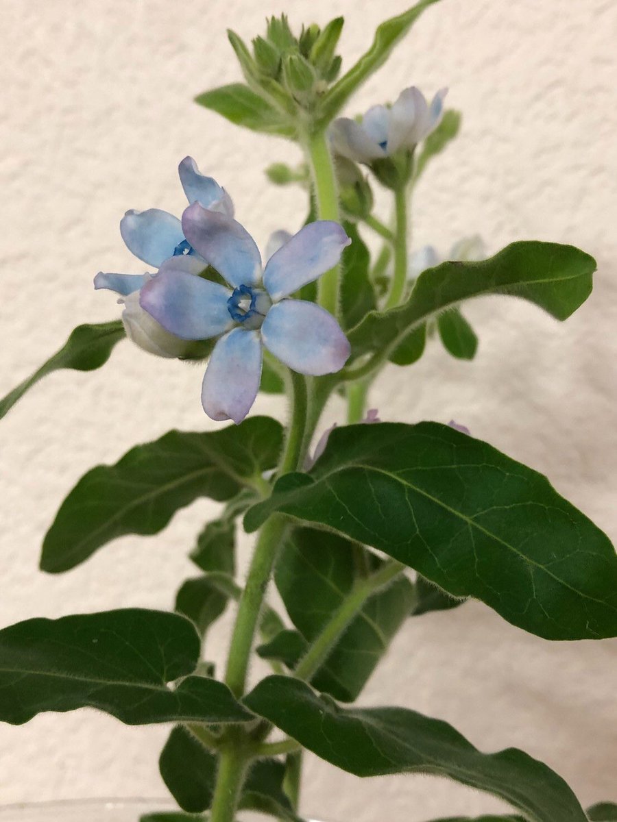 小熊生花店 على تويتر オキシペタラム ブルースター 今日のお花はブルースターです 青が綺麗で 結婚式のお花によく使われています 花言葉は信じ合う心 花 花屋 花のある暮らし 花のある生活 花屋さんへ行こう ブフースター Flowers Flowerstagram