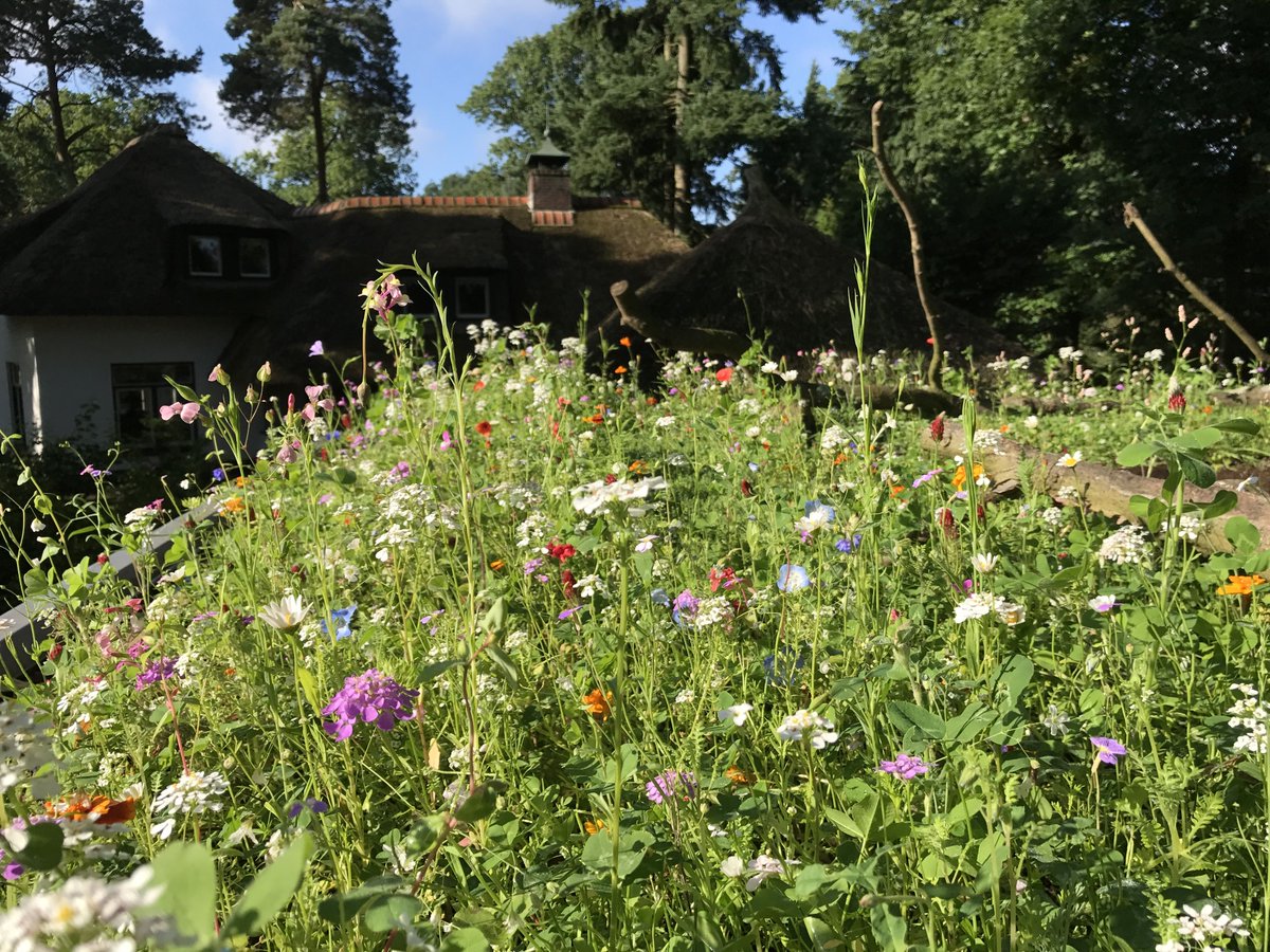jvoeten1's tweet image. Creating livable cities and supporting biodiversity close to home is not hard! Transform grey-to-green with blue-green infrastructure, from ground level all the way up to the roof! How beautiful it is when life supports life!! #WGRD2020 #Permavoid #optigruen