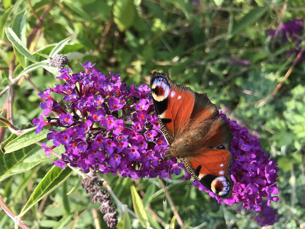 jvoeten1's tweet image. Creating livable cities and supporting biodiversity close to home is not hard! Transform grey-to-green with blue-green infrastructure, from ground level all the way up to the roof! How beautiful it is when life supports life!! #WGRD2020 #Permavoid #optigruen
