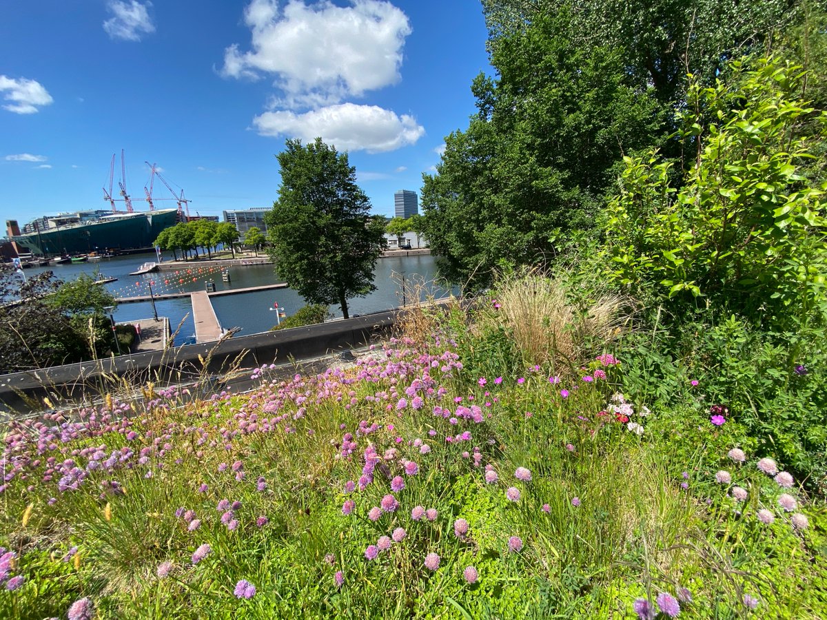jvoeten1's tweet image. Creating livable cities and supporting biodiversity close to home is not hard! Transform grey-to-green with blue-green infrastructure, from ground level all the way up to the roof! How beautiful it is when life supports life!! #WGRD2020 #Permavoid #optigruen