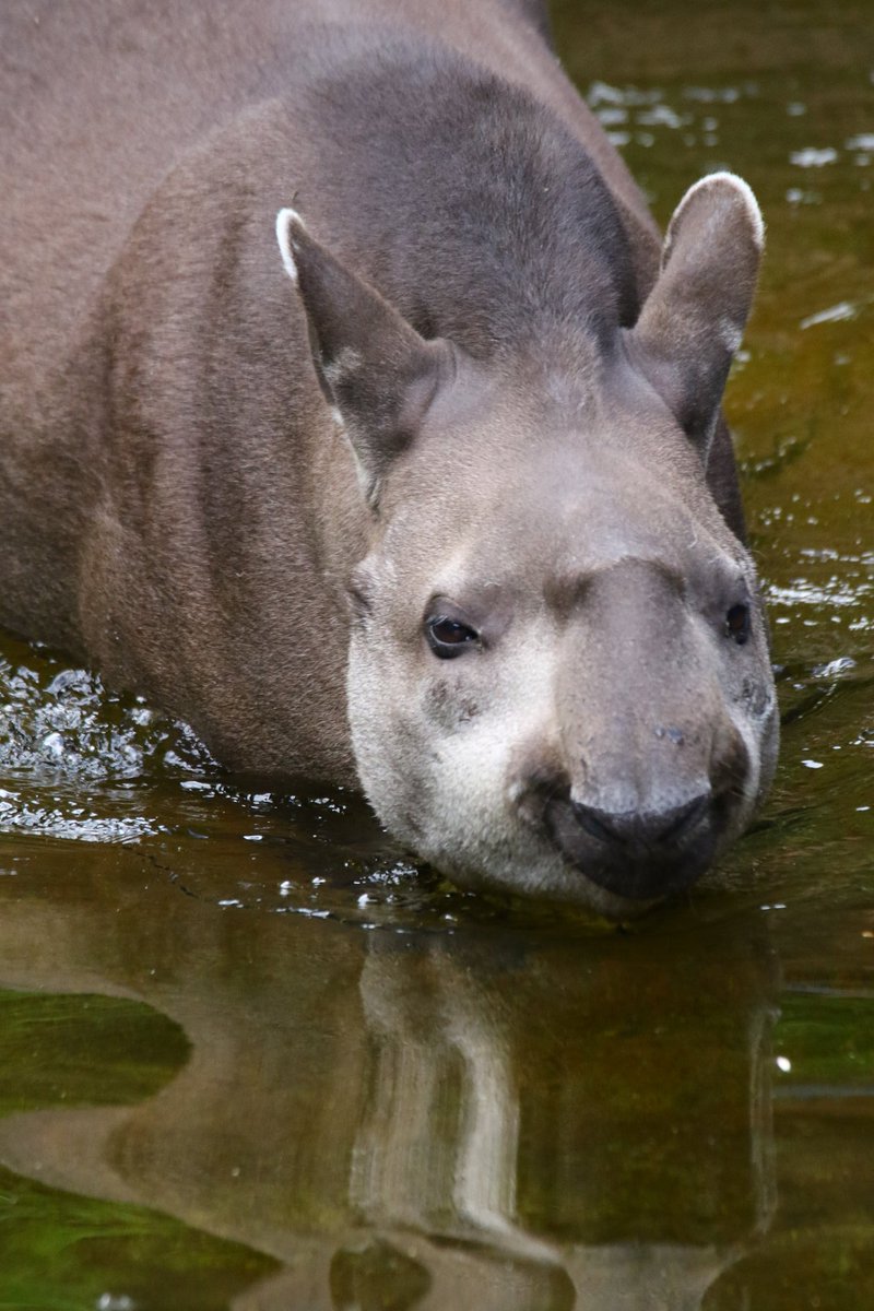 ちいくま写真館 県をまたぐ移動は自粛中なので 去年の今ごろに撮った上野動物園のアメリカバグを 抜歯をして頬が膨れているちいくまでした 絶滅から動物を守る 動物園写真家 動物写真 上野動物園