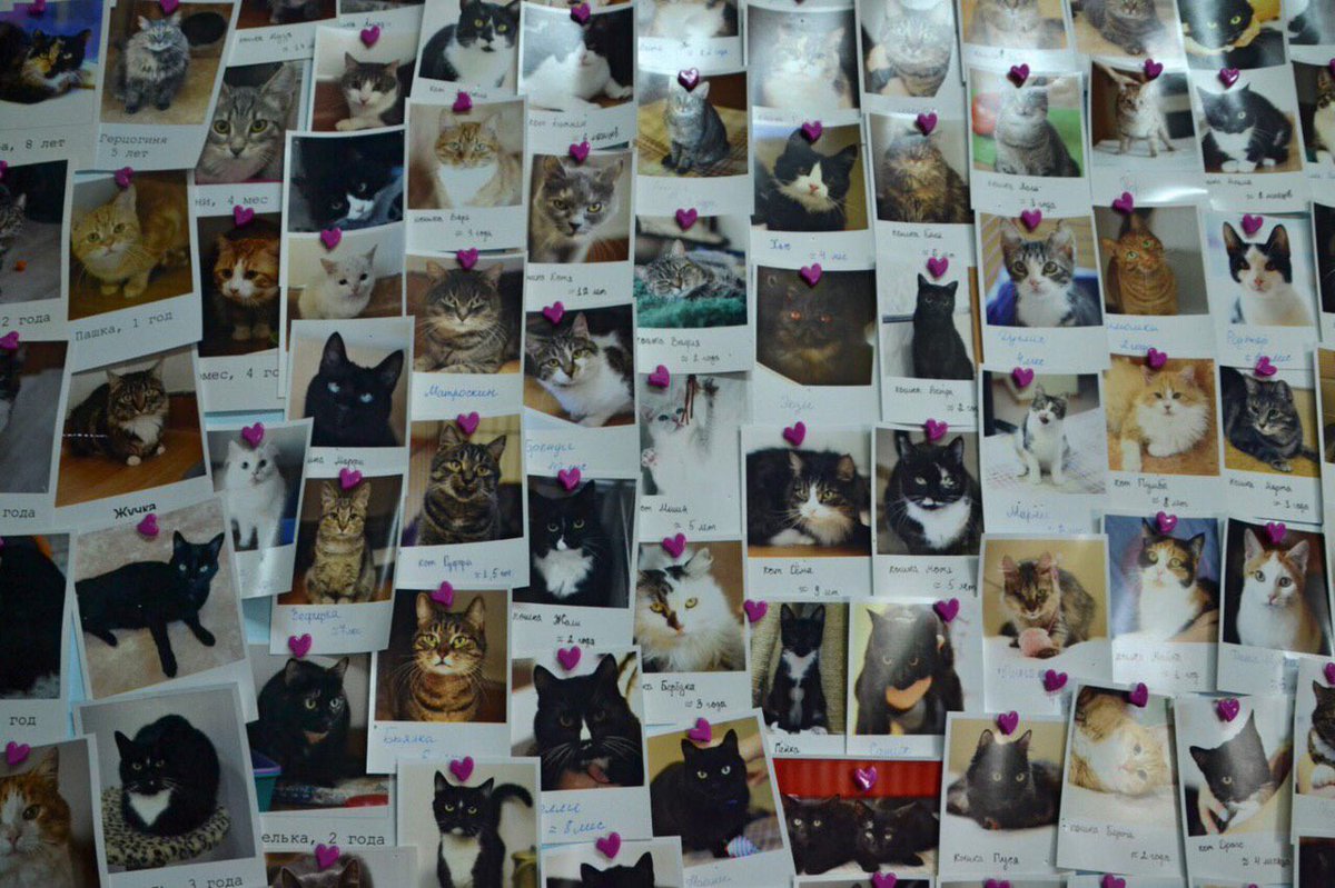 Wild_SPb's tweet image. В удаленном уголке Купчино, в Гаражном проезде, появился приют для бездомных кошек &quot;Новый дом&quot;😺

Сейчас в приюте около 80 кошек. Гостевой день проходит по субботам с 14.00 до 16.00, в это время можно привезти подарки или забрать приглянувшегося котика