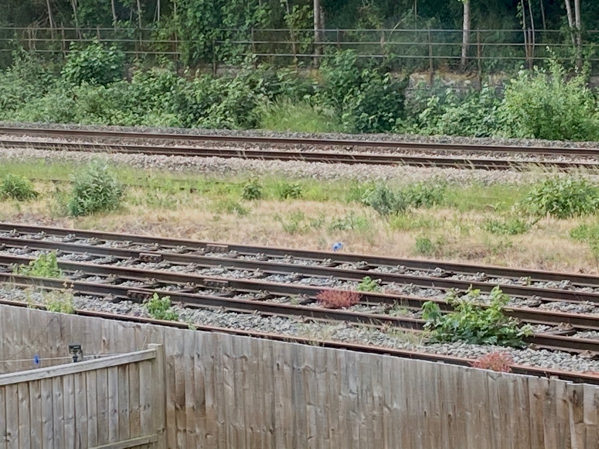 kimberleyp01's tweet photo. @Lostfootballs beyond the neighbours fence onto the track leading to Shrewsbury https://t.co/KMDqbVlN5v
