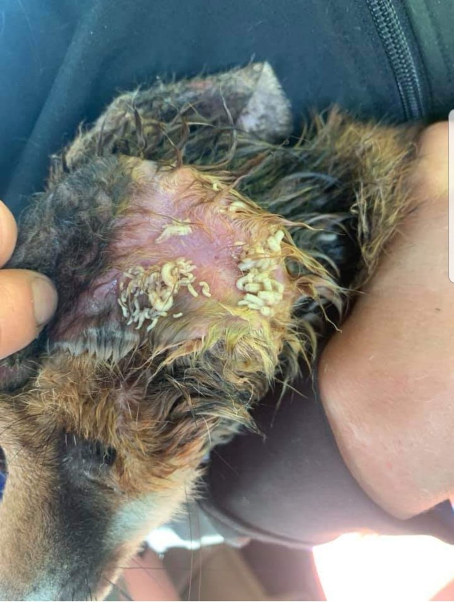 lillyspickup's tweet photo. This is why I continue to create awareness about the rubbish left behind in nature after a day out.. This little fox had his head stuck in a jar. Luckily found before it was too late. Suffering from dehydration, hunger and fly strikes. Thankfully rescued. Take your litter home!!! https://t.co/rLIBZHzkwb