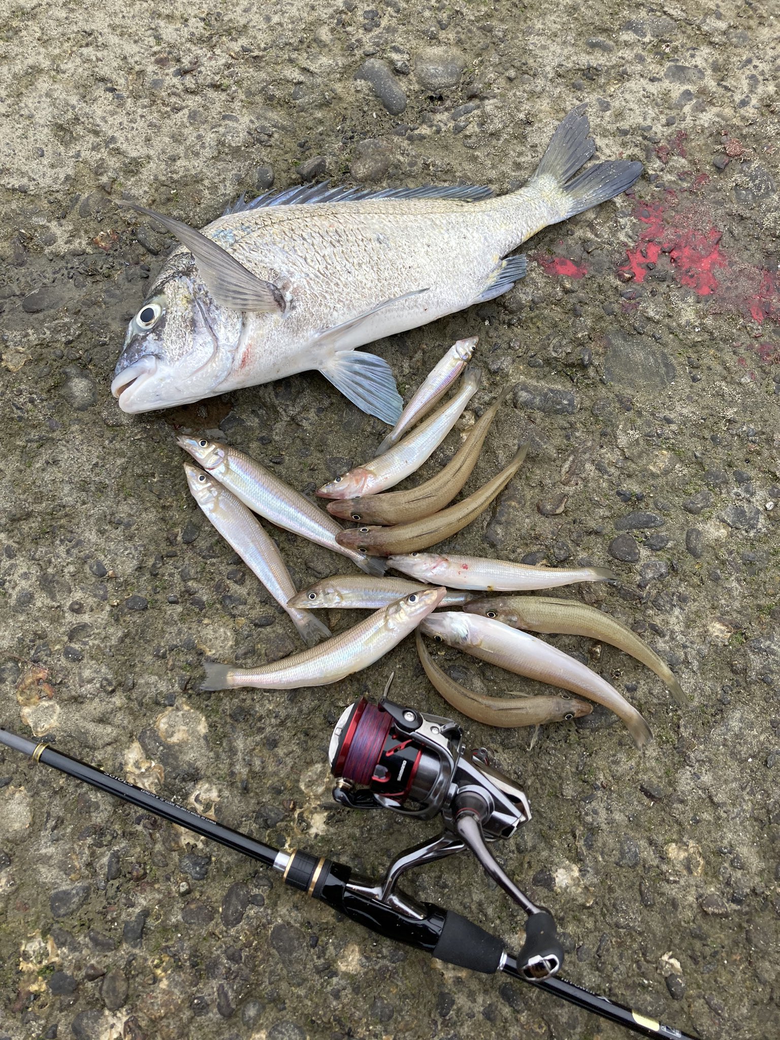 Kazz キス チヌ 子ヒラメ ヒイラギ ハゼ エイの6目達成 フリーゲームxt S610lsはそこそこのエイにも力負けせんかった