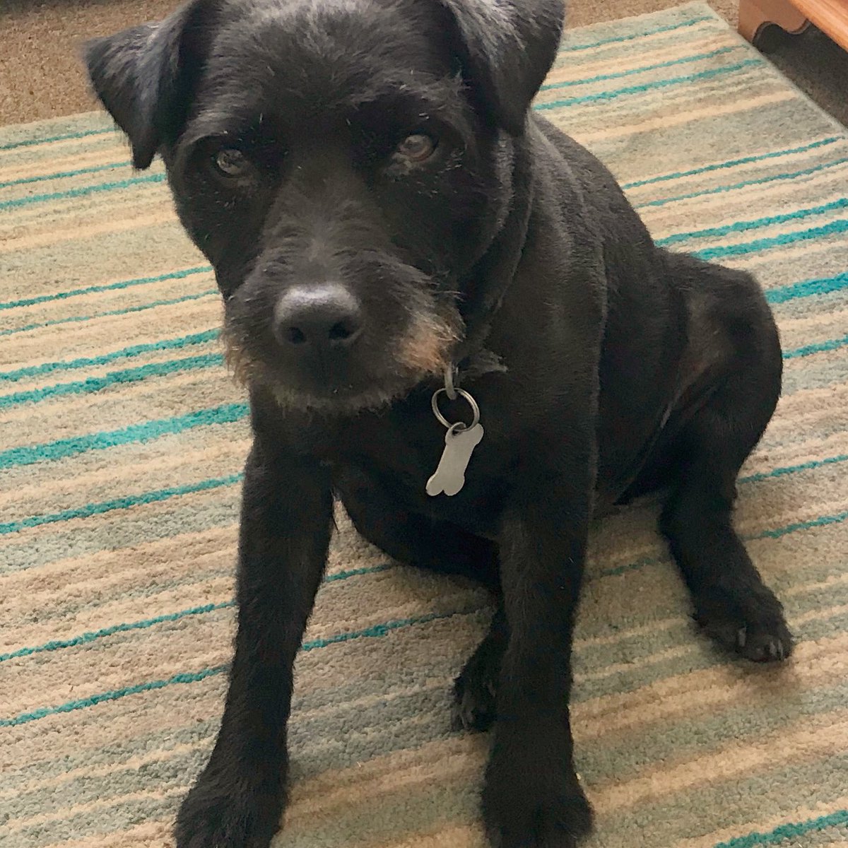 Baxter_Boo_'s tweet image. 