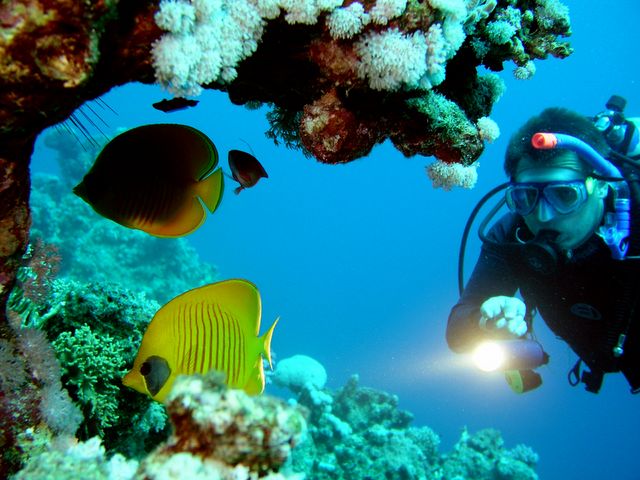 ToursDiving's tweet photo. TURCUBA dalış merkezi sitesi MRT SOFTWARE web ajansı tarafından yenilendi. Akdeniz ve Ege'nin en iyi dalış noktalarında deniz canlıları ile sizleri tanıştırmak için hazır olan TURCUBA dalış okulu eğitmenleri ve dalgıçlarına 2020 yaz sezonunda başarılar dileriz. #turcuba https://t.co/5egmlD5Gid