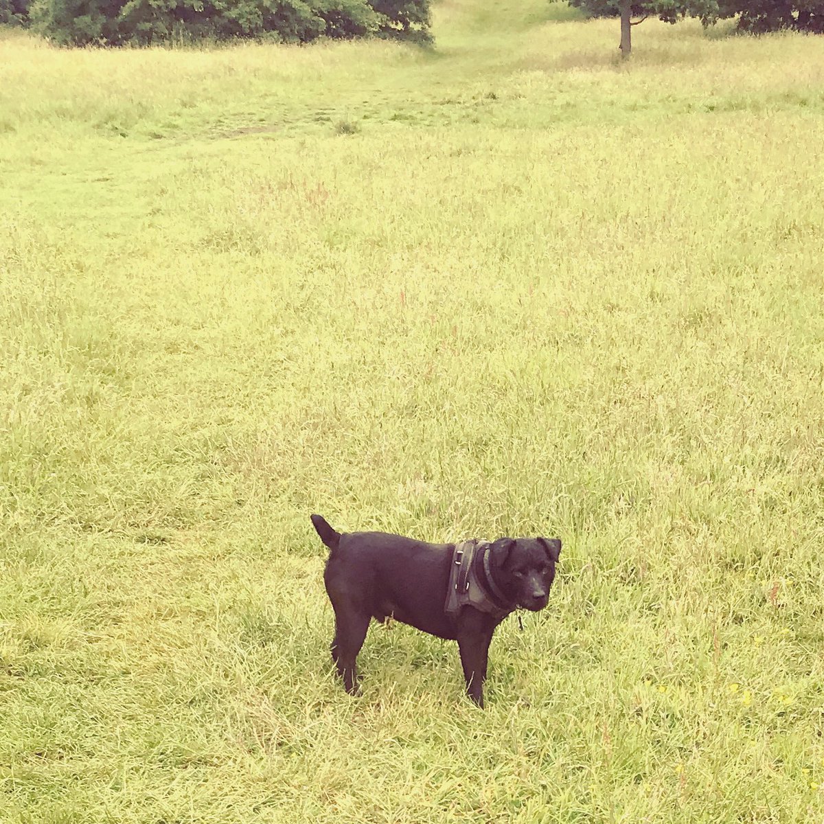 Baxter_Boo_'s tweet image. 