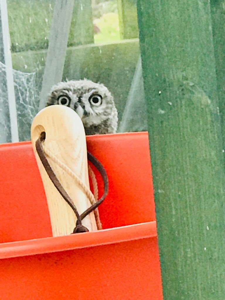bluehighlandsr1's tweet photo. #Brora #birdofprey #birdwatching #rbs #backherbusiness #bluehighlands #owls Good morning ... what a surprise..
Please help us to help them letβs make a better world.
https://t.co/ItT1xc8rUz https://t.co/EWJ5p7bAAL