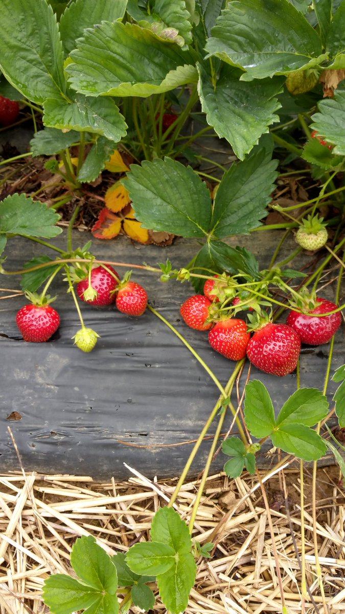 Valley Fruits & Veg tweet media