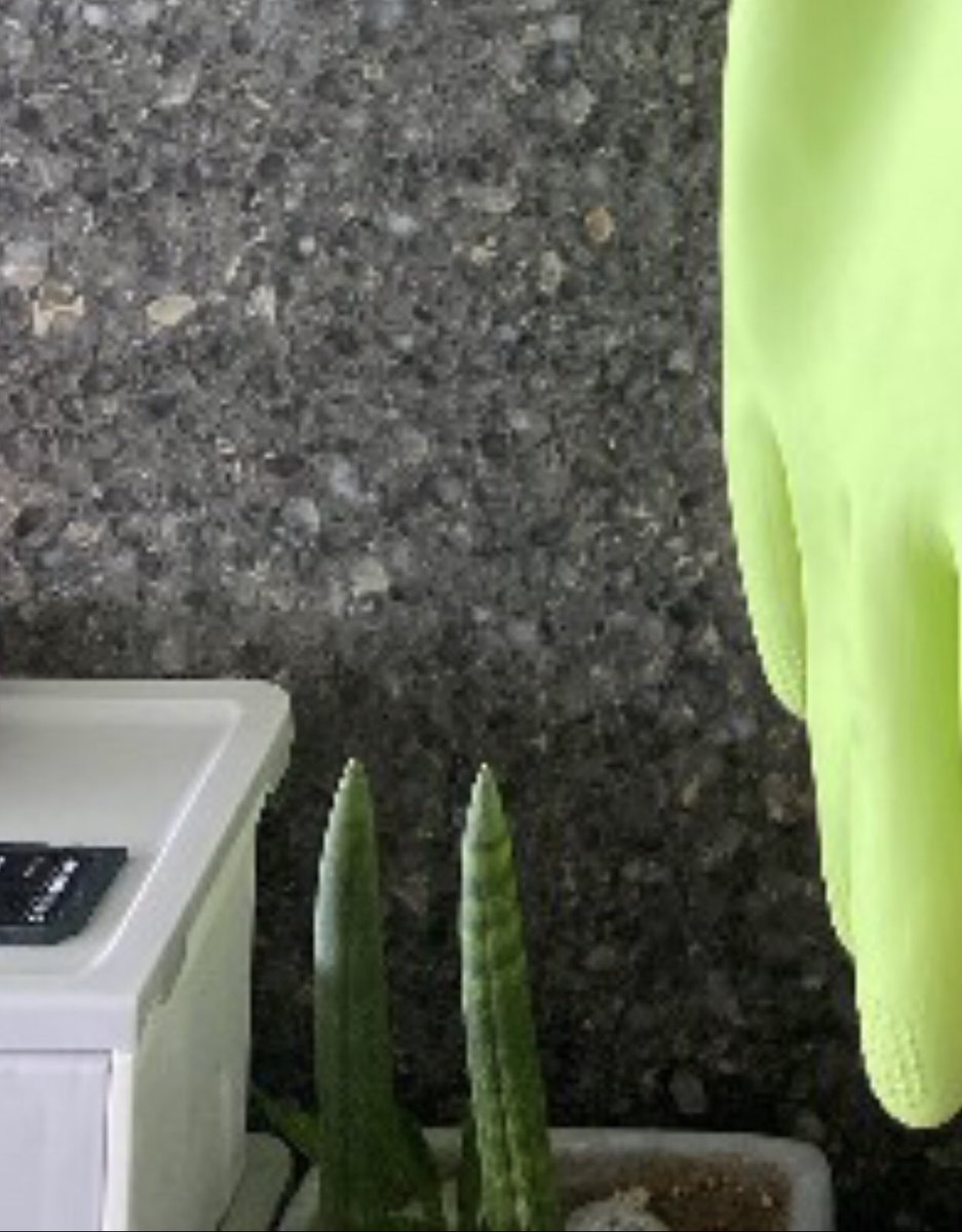 Aya C ㅅ C ベクちゃん家の大根手袋の横の植物が気になったんだけど 韓国ではメジャーな観葉植物らしくて 수투키 ストゥキ って言うみたい 空気清浄から電磁波遮断 マイナスイオン発生までしてくれるなんとも素晴らしい植物 台所で植物育て