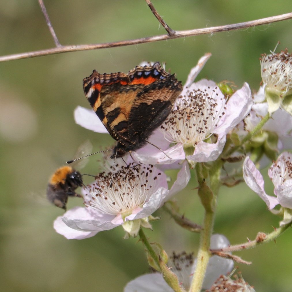 Looking on the brambles to see whose enjoying the flowers #30DaysWild #gardenfornature #naturephotography