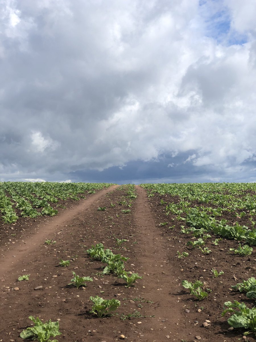 Far reaching views over #Babworth #NorthNotts #mayflowertrail  #NationalTrailsDay and what magnificent #Skies #GetOutside #natureconnectedness #30dayswild2020