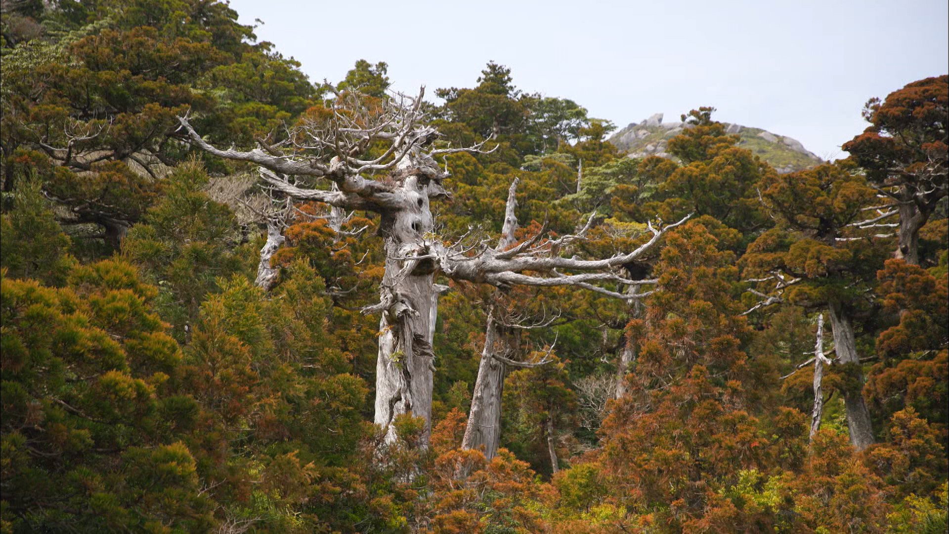 世界遺産 標高1700メートル付近の 屋久島 です 枯れたような白い木がありました 白骨樹 と呼ばれます 台風などの暴風にさらされ 枝は折れ 皮は剥がれ それでも立ち続ける屋久杉 枯れているようですが この木はよく見ると緑の葉を付けていました