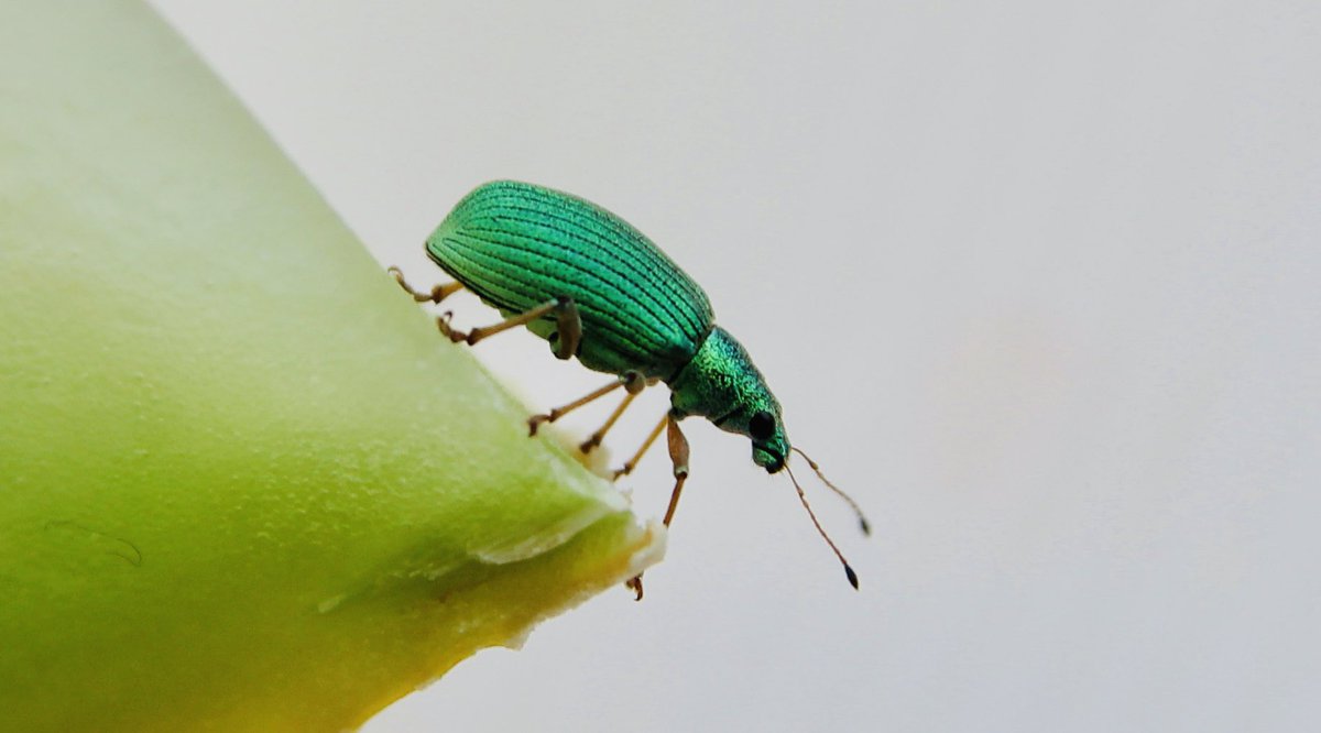 mveldhuis76's tweet photo. Deze snuitkever in mijn tuin op een meloen... deel ik graag😊 #deeljetuin #biodiversiteit @ArnhemsKlimaat @GroenArnhem https://t.co/nd3rNyXXV2