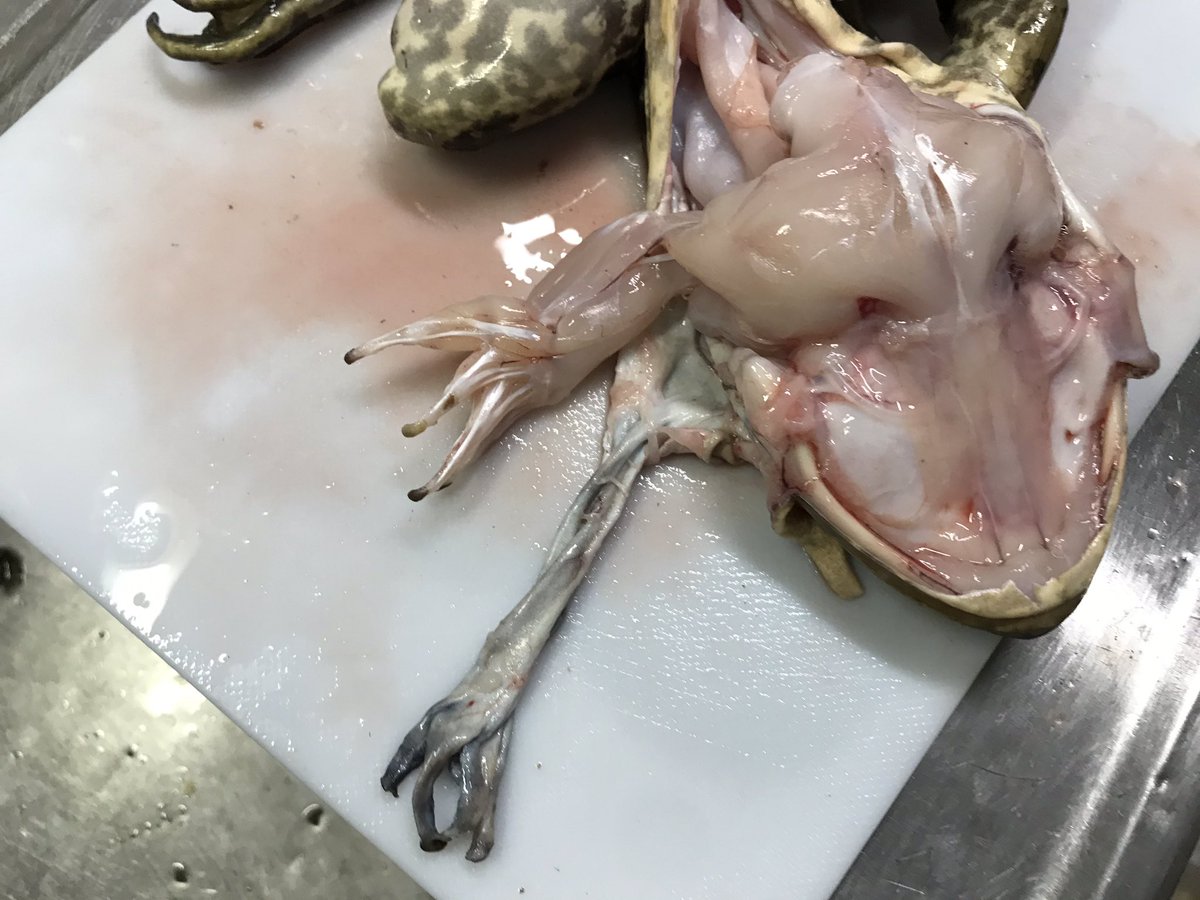 カエルを食べよう ウシガエルの姿揚げ Togetter