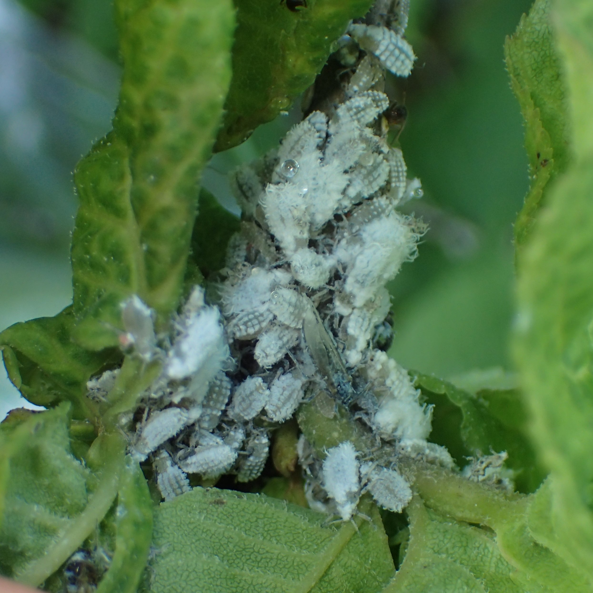 Daisuke Sasaki トドノネオオワタムシの 春の雪虫 が出てきました こいつはヤチダモからトドマツに移住しますが 数が少ないので秋のように目立ちます 一方 トドマツからヤチダモに帰る 秋の雪虫 はとんでもない数になるので 道民にとってお馴染みの誰の