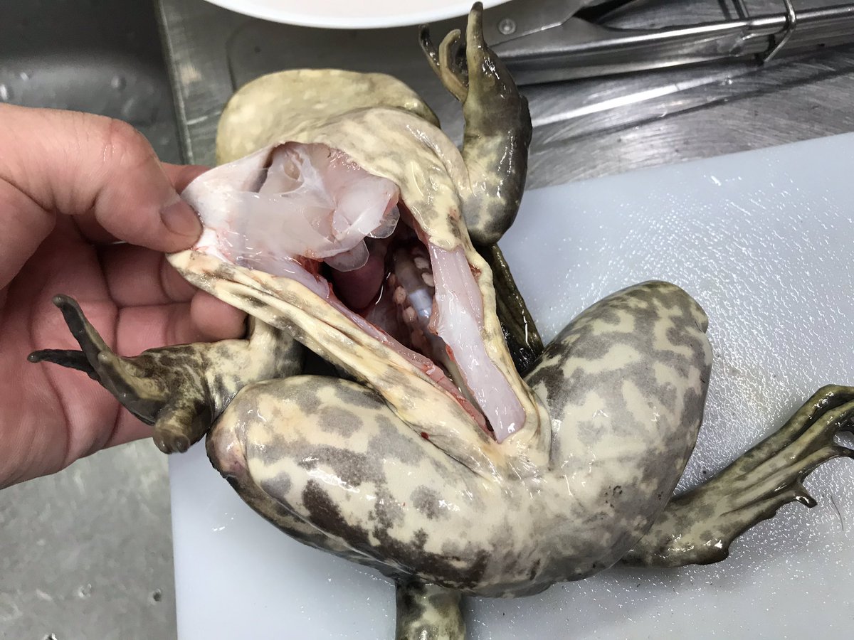 カエルを食べよう ウシガエルの姿揚げ Togetter カエルを食べよう ウシガエルの姿揚げ Togetter
