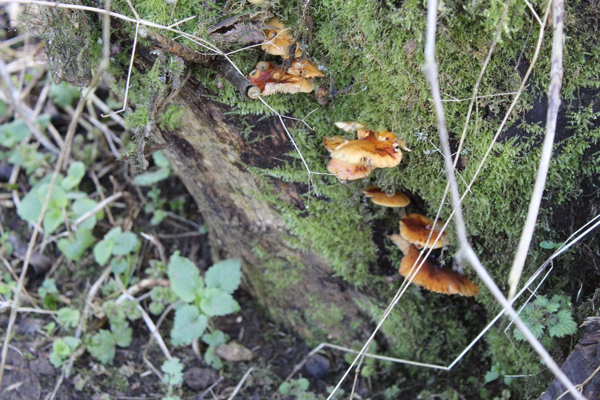 _profoak's tweet image. I got myself a camera and found some moss and mushrooms in the woods 🍄
