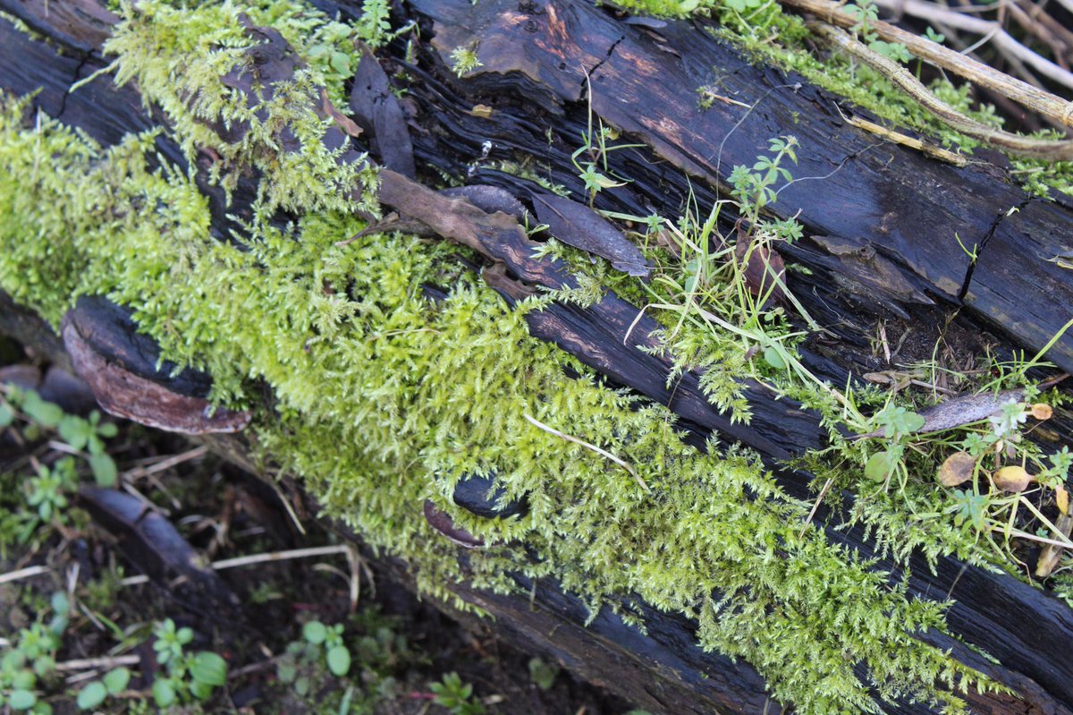 _profoak's tweet image. I got myself a camera and found some moss and mushrooms in the woods 🍄