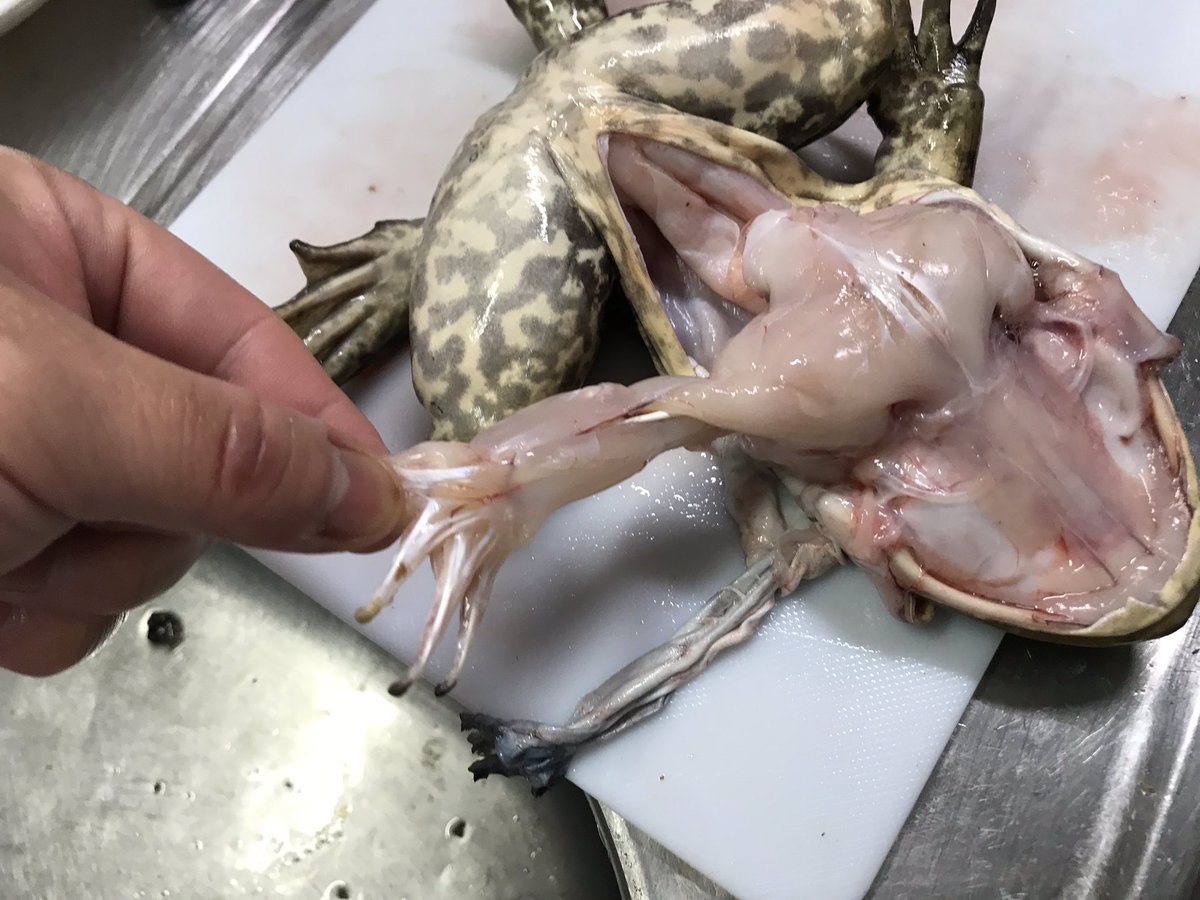 カエルを食べよう ウシガエルの姿揚げ Togetter カエルを食べよう ウシガエルの姿揚げ Togetter