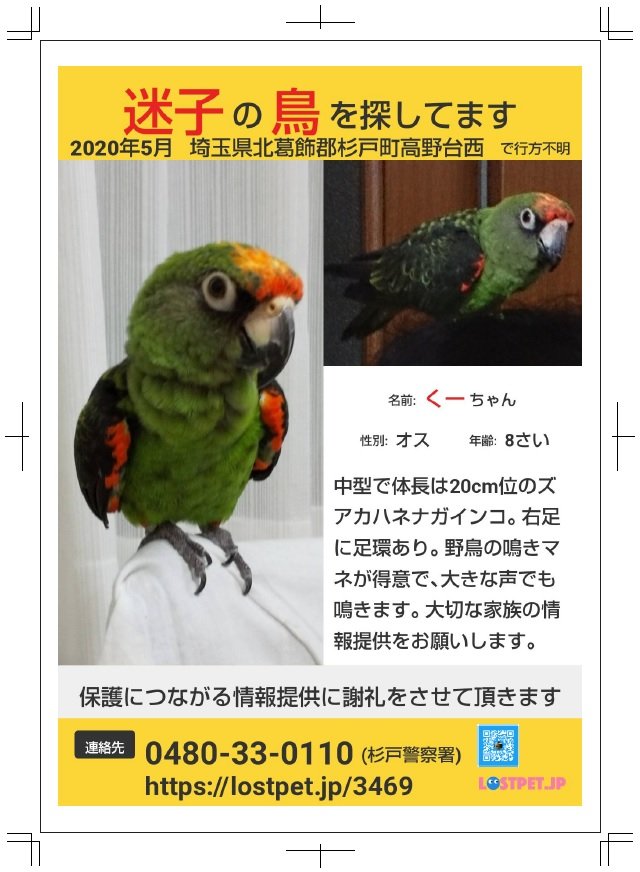 ぱな ズアカハネナガインコ 目撃情報ありました 埼玉県杉戸町で迷子にした くーちゃんを探しています 遠方の情報でも 1ヶ月前の情報でも構いません このインコの情報を教えて下さい チラシを作替え 掲示ご協力先に延長をお願いして回ってい ぱな ズアカハネナガインコ 目撃情報ありました 埼玉県杉戸町で迷子にした くーちゃんを探しています 遠方の情報でも 1ヶ月前の情報でも構いません このインコの情報を教えて下さい チラシを作替え 掲示ご協力先に延長をお願いして回ってい
