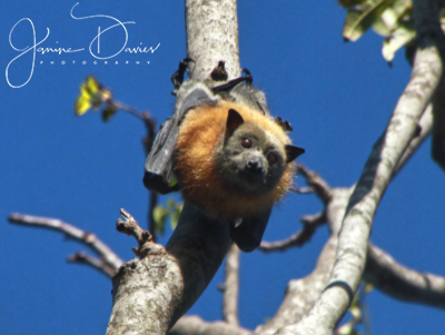 ShoalhavenBats's tweet photo. Just some of our Grey-headed Flying-foxes at our local colony.
Licensed under Wildlife Rescue South Coast Inc. #batsofaustralia #bat #shoalhaven #Saveourspecies #australianwildlife #australianbats #wildlifersc #wildliferescuesouthcoast #keystonespecies https://t.co/nZYV4dGUHP