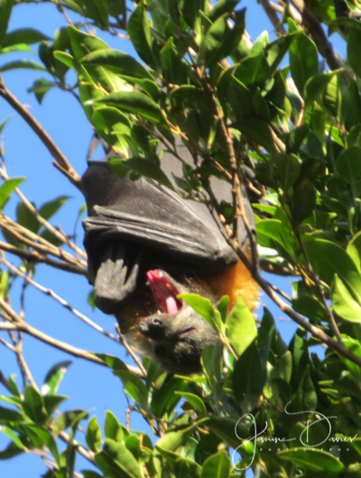 ShoalhavenBats's tweet photo. Just some of our Grey-headed Flying-foxes at our local colony.
Licensed under Wildlife Rescue South Coast Inc. #batsofaustralia #bat #shoalhaven #Saveourspecies #australianwildlife #australianbats #wildlifersc #wildliferescuesouthcoast #keystonespecies https://t.co/nZYV4dGUHP